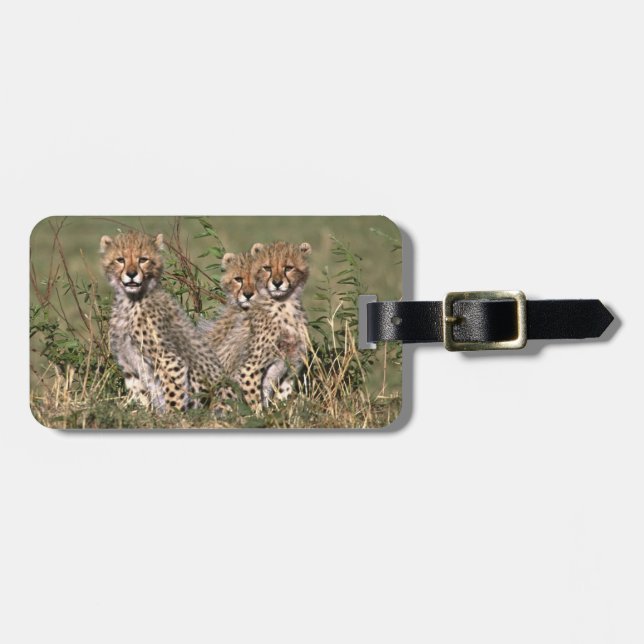 Afrika; Kenya; Masai Mara; Tre gepardungar Bagagebricka (Horisontell Framsida)