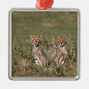 Afrika; Kenya; Masai Mara; Tre gepardungar Julgransprydnad Metall