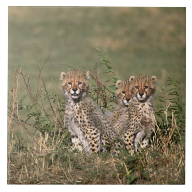 Afrika; Kenya; Masai Mara; Tre gepardungar Kakelplatta (Framsidan)