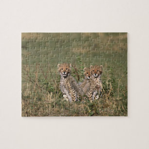 Afrika; Kenya; Masai Mara; Tre gepardungar Pussel