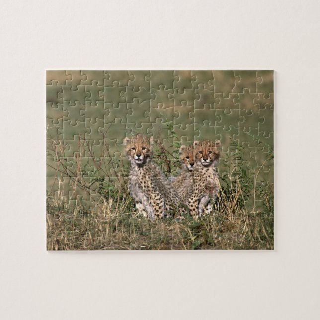 Afrika; Kenya; Masai Mara; Tre gepardungar Pussel (Horisontell)