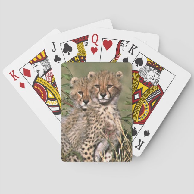 Afrika; Kenya; Masai Mara; Tre gepardungar Spel Kort (Baksidan)