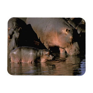 Afrika, Kenya, Masai Mara. Vanliga flodhästar Magnet