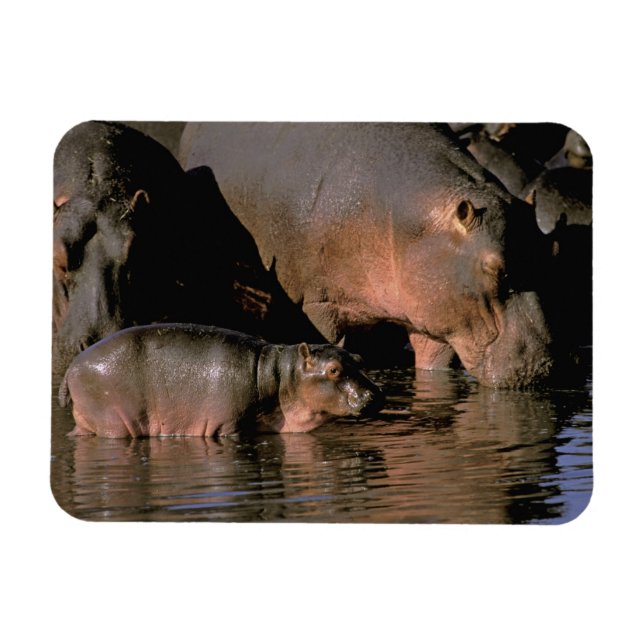 Afrika, Kenya, Masai Mara. Vanliga flodhästar Magnet (Horisontell)