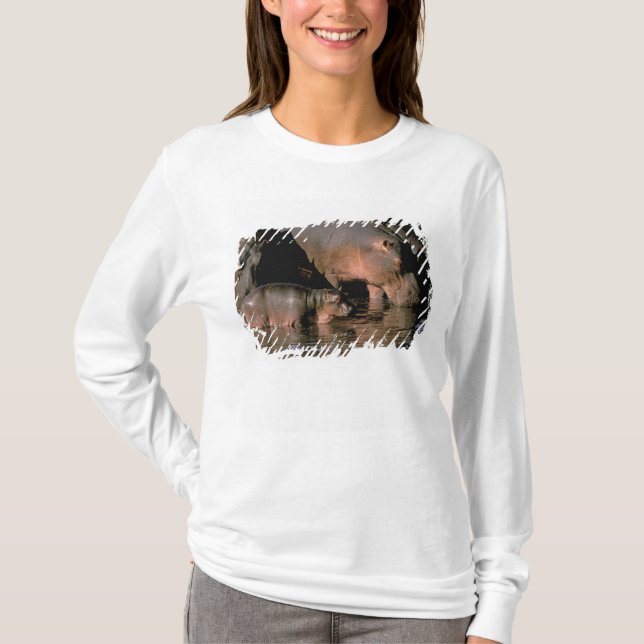 Afrika, Kenya, Masai Mara. Vanliga flodhästar Tee (Framsida)