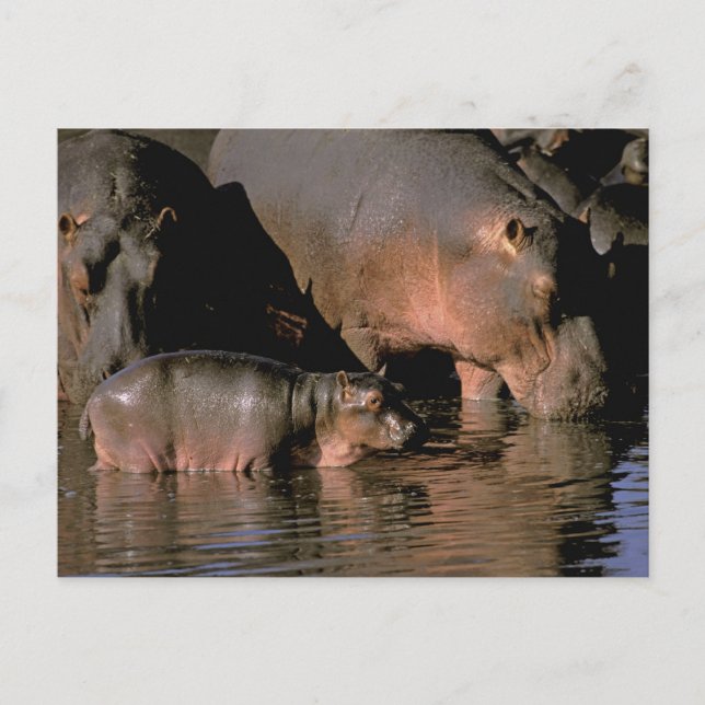 Afrika, Kenya, Masai Mara. Vanliga flodhästar Vykort (Framsida)