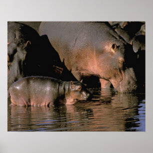 Afrika, Kenya, Masai Mara. Vanliga hippopotamer Poster