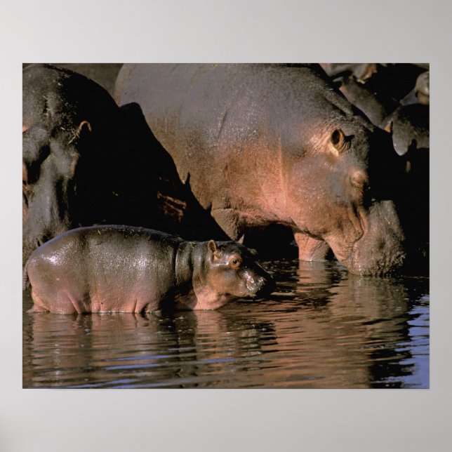 Afrika, Kenya, Masai Mara. Vanliga hippopotamer Poster (Framsidan)