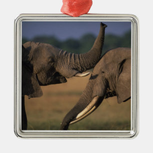 Afrika, Kenya, Masai Mara vildreservat, Två tjurar Julgransprydnad Metall