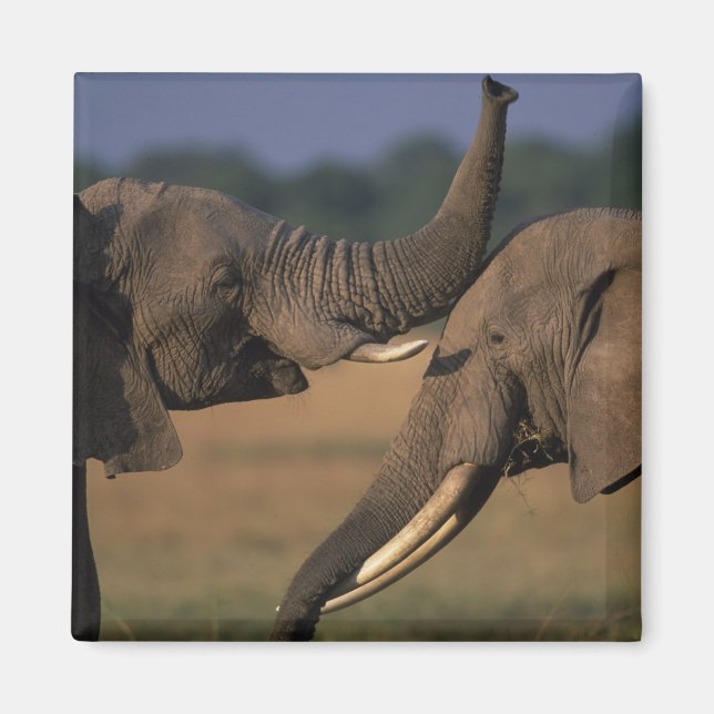 Afrika, Kenya, Masai Mara vildreservat, Två tjurar Magnet (Framsidan)