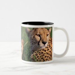 Afrika, Kenya, Masai Mara viltreservat. Gepard Två-Tonad Mugg