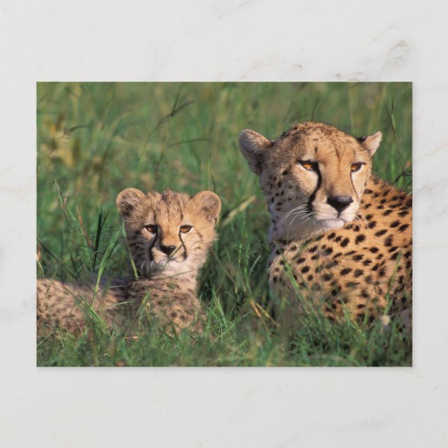 Afrika, Kenya, Masai Mara viltreservat. Gepard Vykort (Framsida)