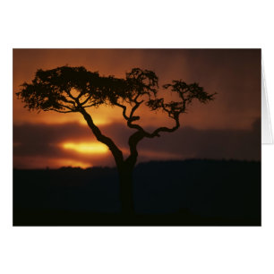 Afrika, Kenya, Masai Mara viltreservat, Miljö Hälsningskort