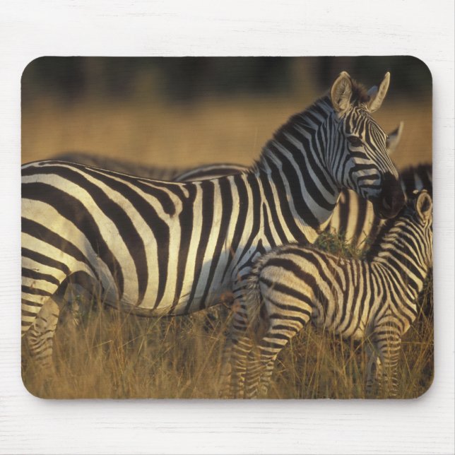 Afrika, Kenya, Masai Mara viltreservat. Slätter Musmatta (Framsidan)
