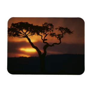 Afrika, Kenya, Masai Mara viltreservat, Solnedgång Magnet