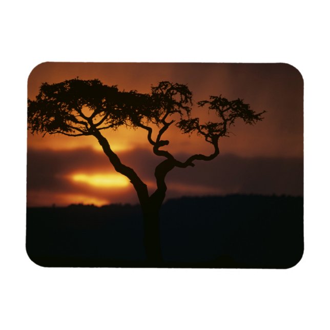 Afrika, Kenya, Masai Mara viltreservat, Solnedgång Magnet (Horisontell)