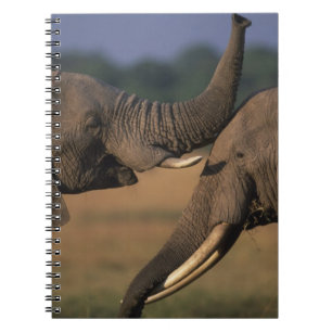 Afrika, Kenya, Masai Mara viltreservat, Två tjurar Anteckningsbok