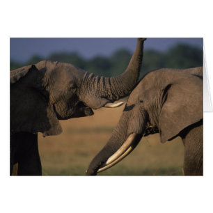 Afrika, Kenya, Masai Mara viltreservat, Två tjurar Hälsningskort