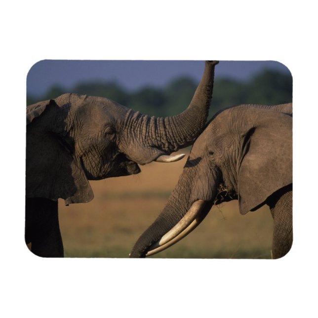Afrika, Kenya, Masai Mara viltreservat, Två tjurar Magnet (Horisontell)