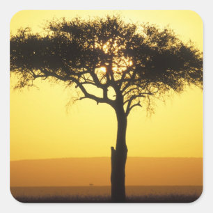 Afrika, Kenya, Masai Mara viltreservat, Uppgående Fyrkantigt Klistermärke