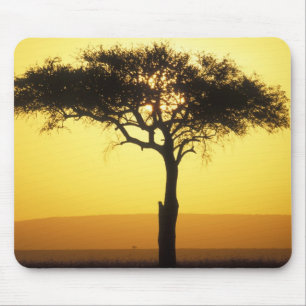 Afrika, Kenya, Masai Mara viltreservat, Uppgående Musmatta