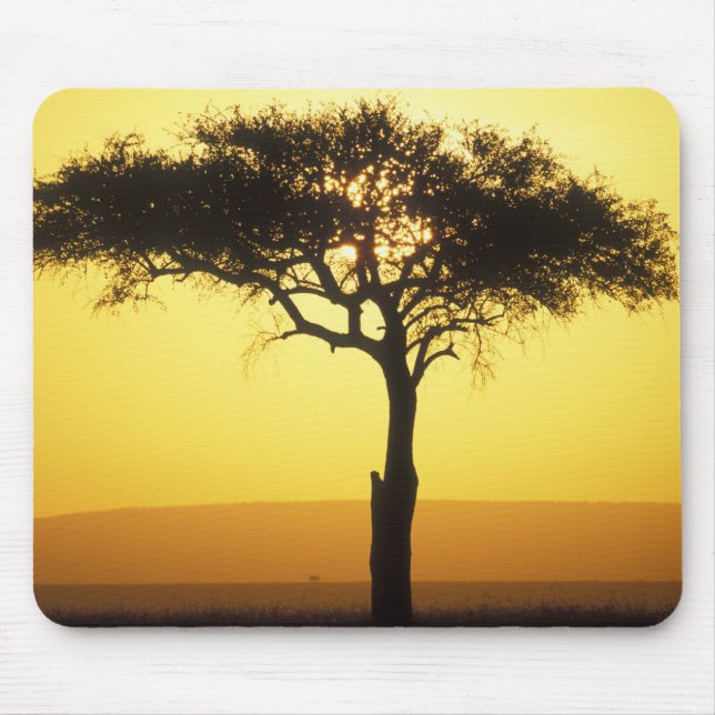 Afrika, Kenya, Masai Mara viltreservat, Uppgående Musmatta (Framsidan)