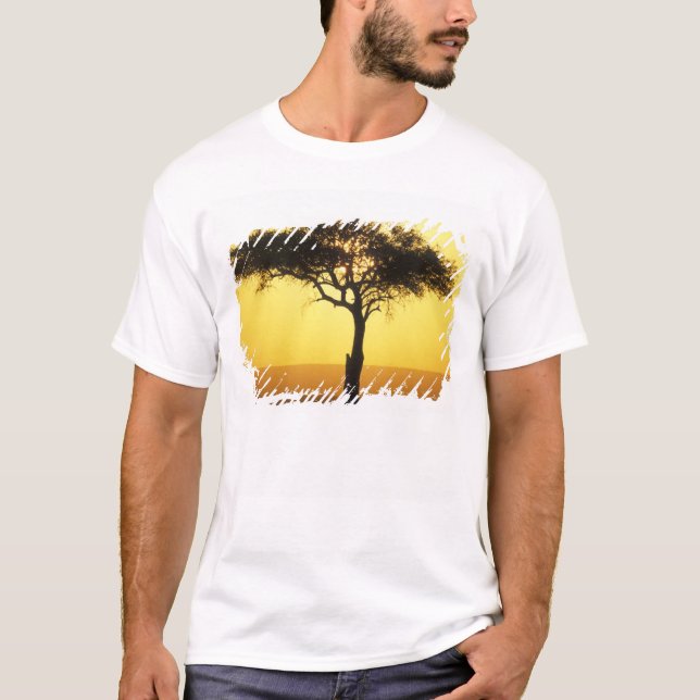 Afrika, Kenya, Masai Mara viltreservat, Uppgående Tee (Framsida)
