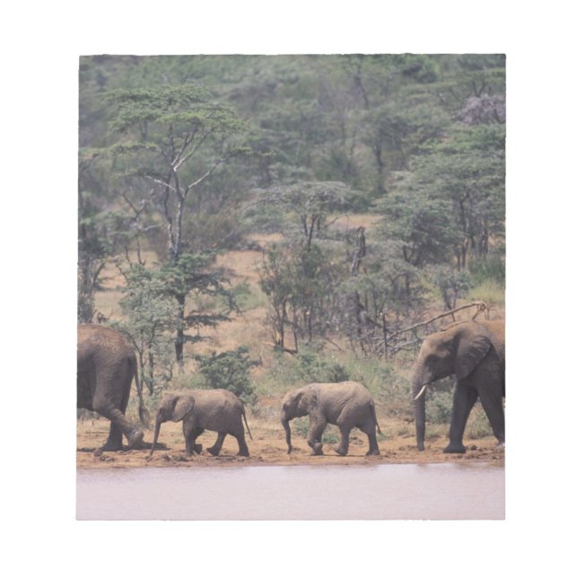 Afrika, Kenya, Nanyuki, Mpala. Afrikansk Anteckningsblock (Framsida)
