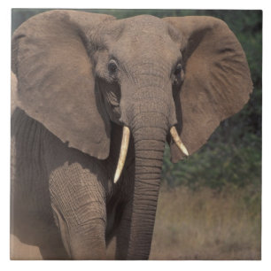 Afrika, Kenya, Nanyuki, Mpala. Afrikansk elefant. Kakelplatta