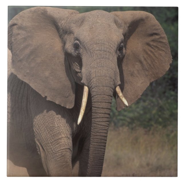 Afrika, Kenya, Nanyuki, Mpala. Afrikansk elefant. Kakelplatta (Framsidan)
