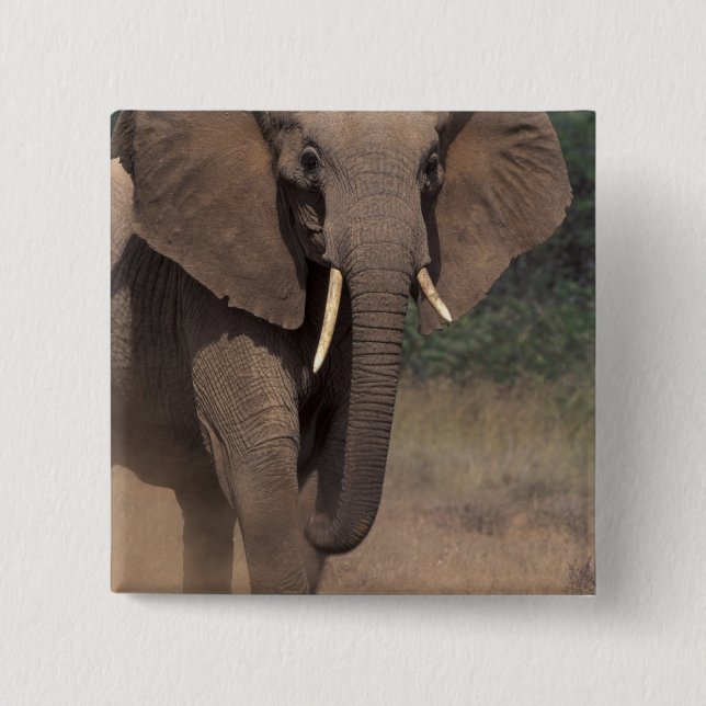 Afrika, Kenya, Nanyuki, Mpala. Afrikansk elefant. Knapp (Framsida)