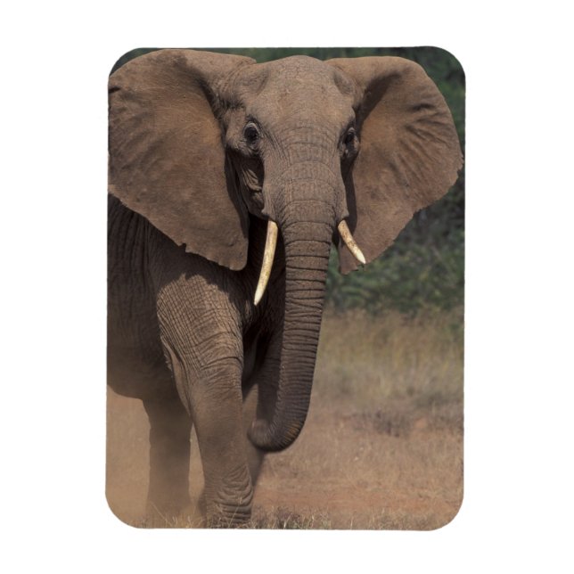 Afrika, Kenya, Nanyuki, Mpala. Afrikansk elefant. Magnet (Vertikal)