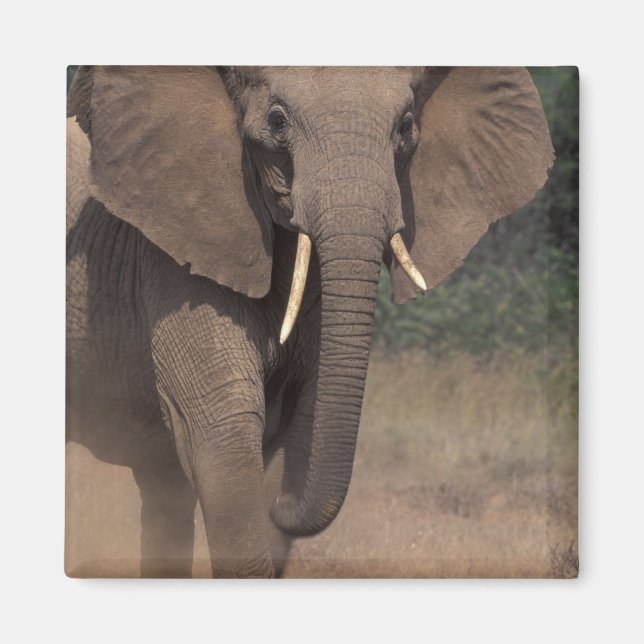 Afrika, Kenya, Nanyuki, Mpala. Afrikansk elefant. Magnet (Framsidan)