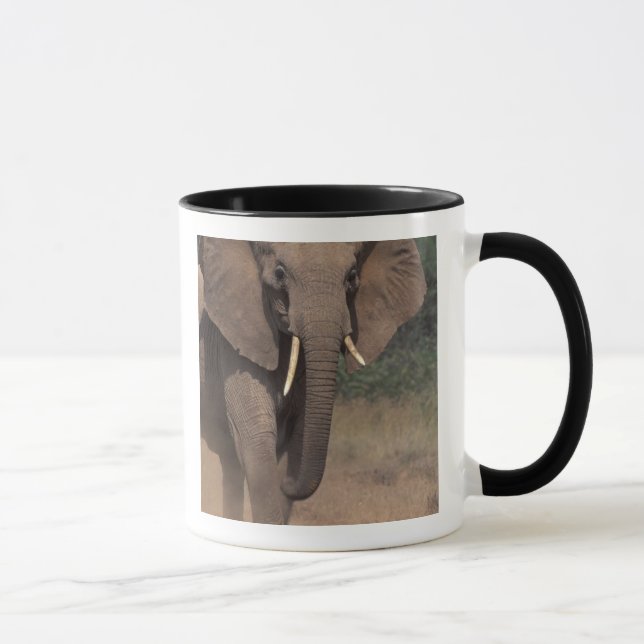 Afrika, Kenya, Nanyuki, Mpala. Afrikansk elefant. Mugg (Höger)