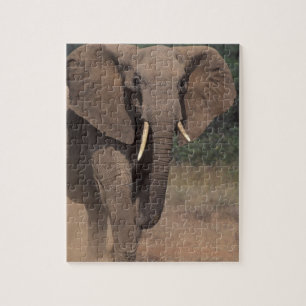 Afrika, Kenya, Nanyuki, Mpala. Afrikansk elefant. Pussel