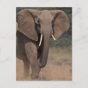 Afrika, Kenya, Nanyuki, Mpala. Afrikansk elefant. Vykort