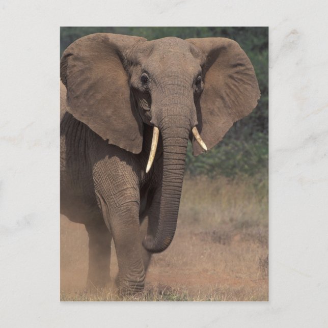 Afrika, Kenya, Nanyuki, Mpala. Afrikansk elefant. Vykort (Framsida)