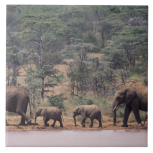 Afrika, Kenya, Nanyuki, Mpala. Afrikansk Kakelplatta