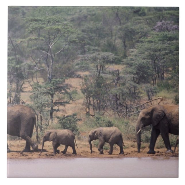 Afrika, Kenya, Nanyuki, Mpala. Afrikansk Kakelplatta (Framsidan)