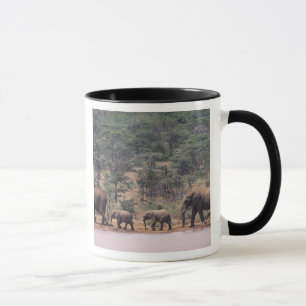 Afrika, Kenya, Nanyuki, Mpala. Afrikanska Mugg