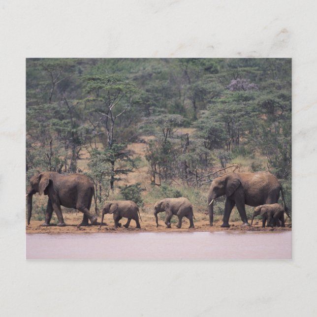 Afrika, Kenya, Nanyuki, Mpala. Afrikanska Vykort (Framsida)