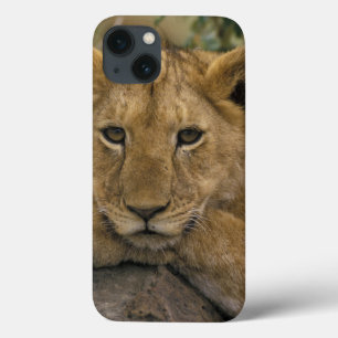 Afrika Kenya. Porträtt av en lion.