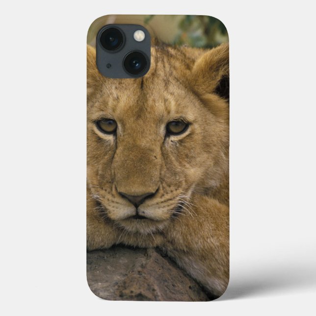 Afrika Kenya. Porträtt av en lion. (Baksida)
