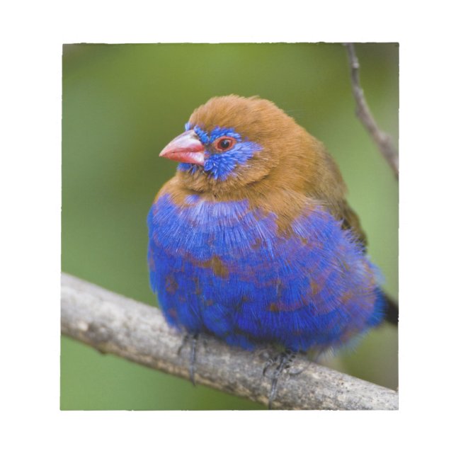 Afrika. Kenya. Purpurastrild Anteckningsblock (Framsida)