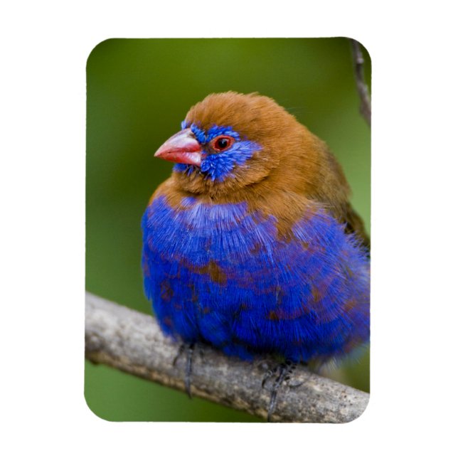 Afrika. Kenya. Purpurastrild Magnet (Vertikal)