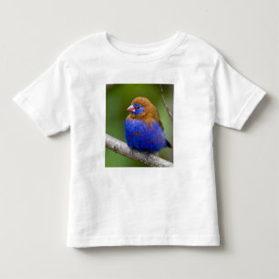 Afrika. Kenya. Purpurastrild Tee Shirt