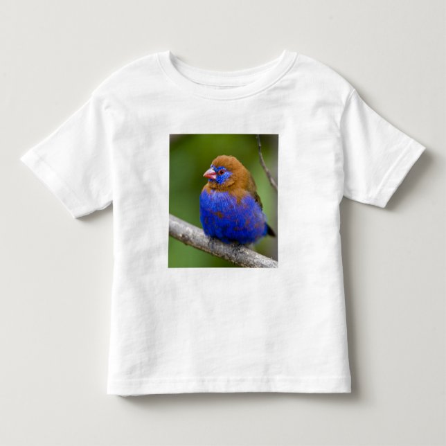 Afrika. Kenya. Purpurastrild Tee Shirt (Framsida)