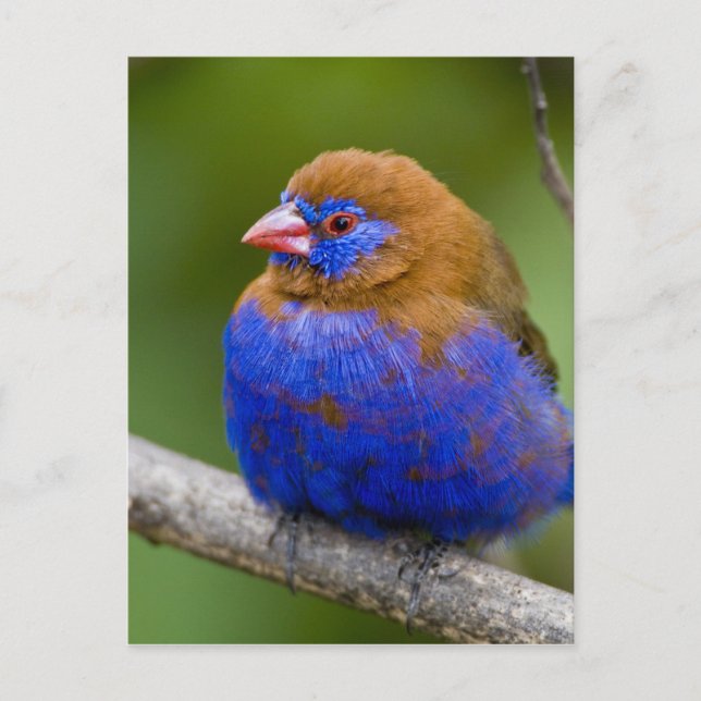 Afrika. Kenya. Purpurastrild Vykort (Framsida)