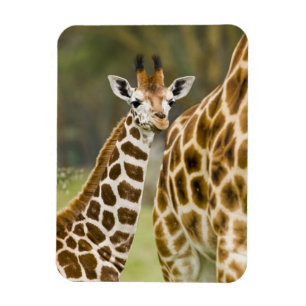 Afrika. Kenya. Rothschilds giraff unge Magnet