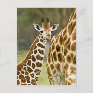 Afrika. Kenya. Rothschilds giraff unge Vykort